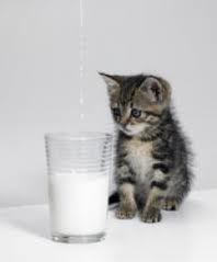 A felnőtt macskáknál gyakran okoz hasmenést a tej.