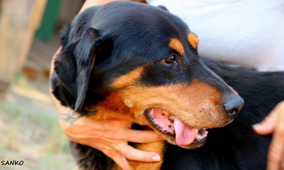 CIli kutya emlődaganatát megoperálták a Budafoki Állatgyógyászati Központban.