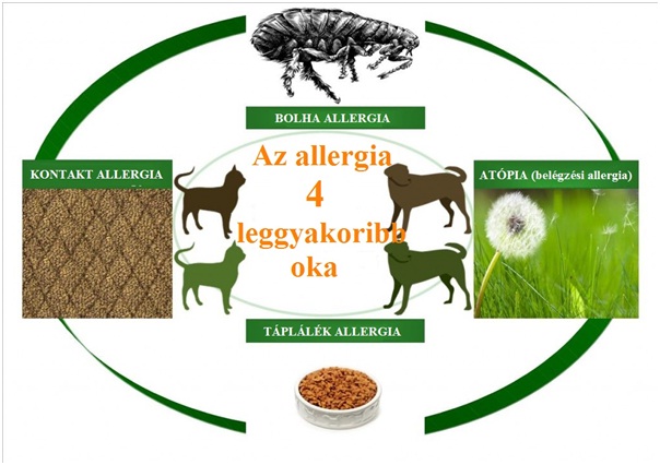 Kutyák, macskák allergiáját a bolhanyál, táplálék, pollenek okozzák leggyakrabban.