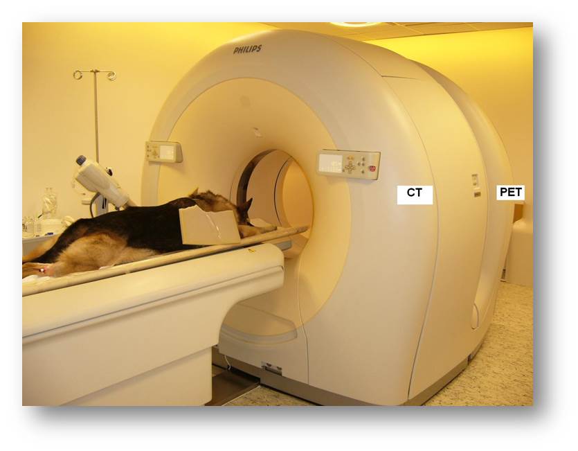Hazánkban csak nálunk: sugárkezelés, CT, PET/CT, SPECT/CT kezelés kisállatoknak!