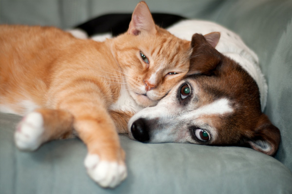 A sugárterápiát kutyákon, macskákon altatásban végezzük, nem jár fájdalommal.