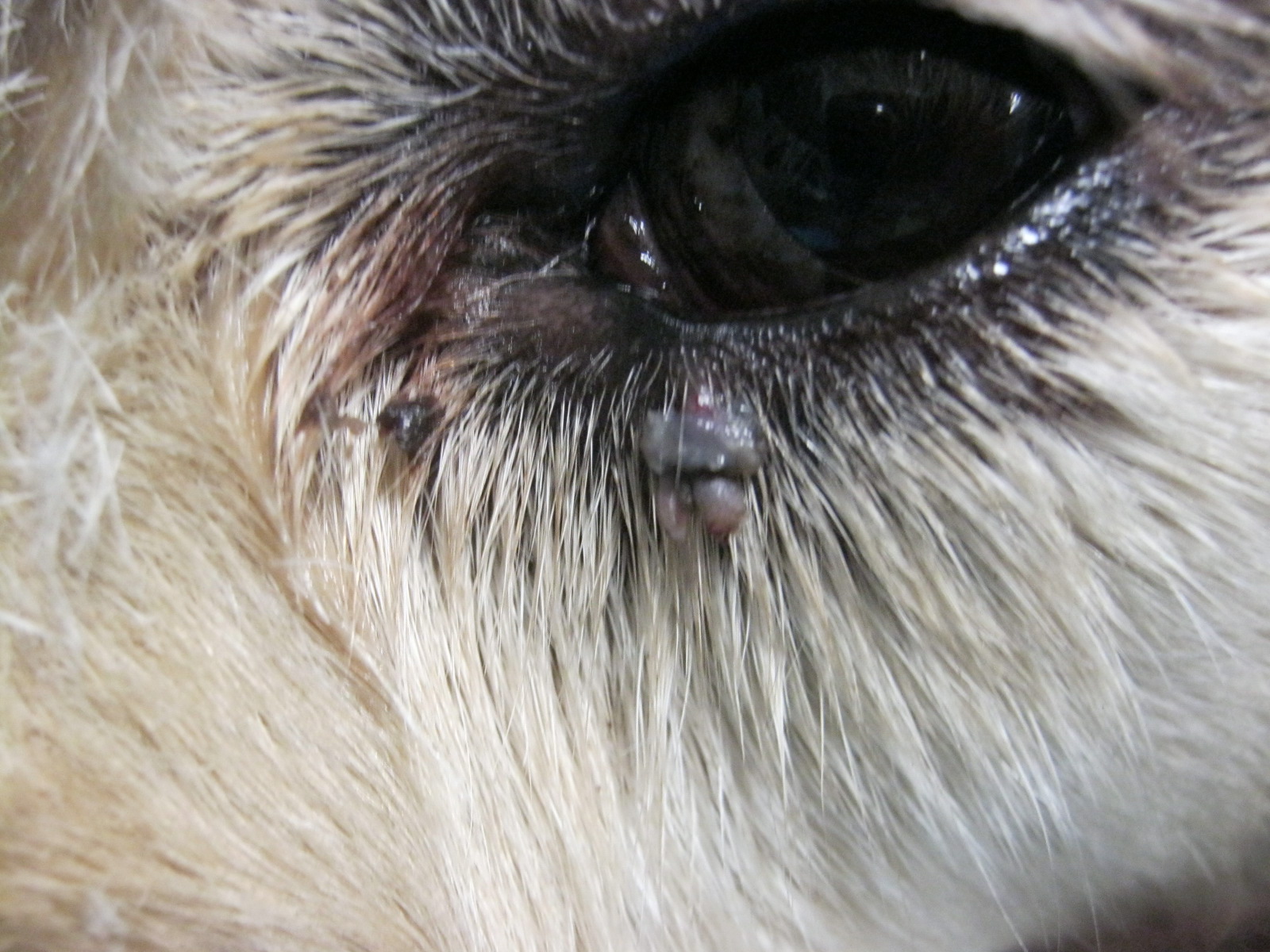 Kisebb duzzanat kutya szeme alatt- akár kullancsnak is nézhetjük!