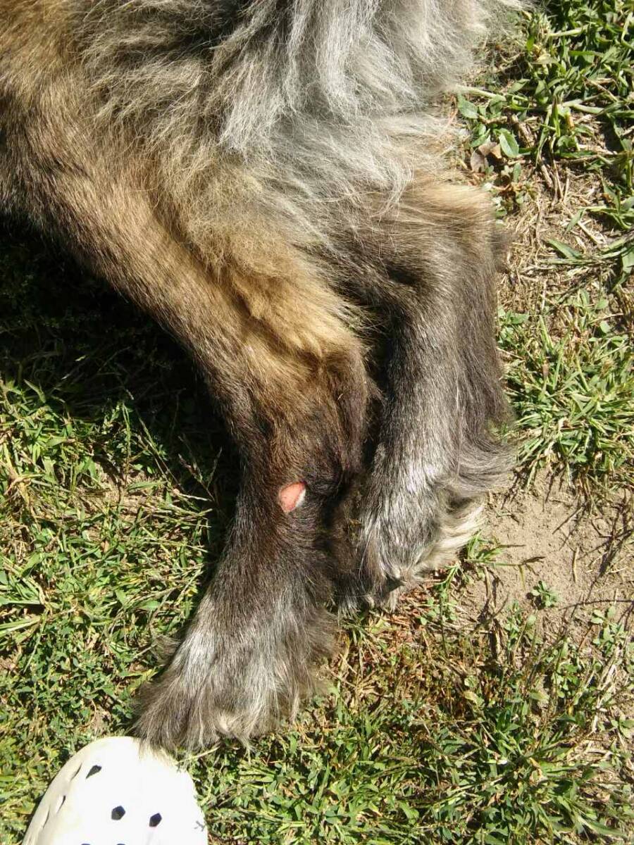 Seb kutya lábának laterális oldalán