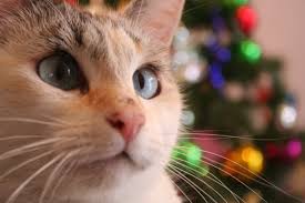 Boldog Karácsonyt kíván a Budafoki Állatgyógyászati Központ!