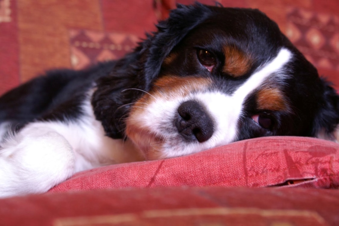 Kölyköket és felnőtt kutyákat is megbetegíthetnek a Kennel Köhögés kórokozói