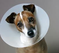 Műtét után speciális gallérral védjük kutyák, macskák sebét.