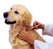 Az évenkénti veszettség ellen ivédőoltás kötelező minden 4 hónapos kutya számára Magyarországon!