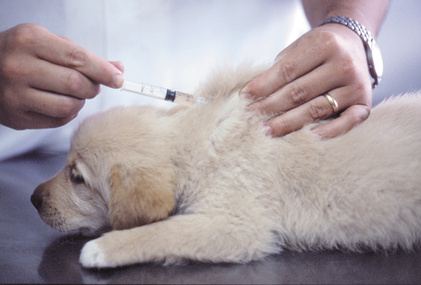 A kiskutyákat 4-8 hetes korban kezdjük el oltani fertőző parvo vírusos hasmenés ellen.
