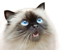 A macskák fog- és fogágybetegségei igen gyakoriak.