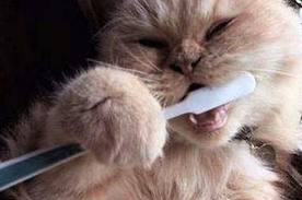 A macskákat is hozzá lehet szoktatni a rendszeres fogmosáshoz.