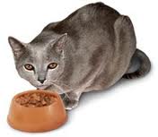 cukorbeteg macska táplálása)