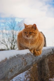 A kerti macskákat is engedjük télen szélvédett, huzatmentes helyre!